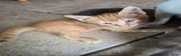 Mixed Breed cats for sale: Pretty and playful kittens ready for forever homes - Advert 14
