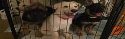 German Shepherd dogs for sale: White & black/tan German Shepherd only 2 left - Advert 14