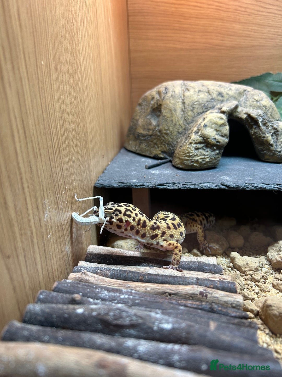 Leopard Gecko reptiles for sale: 3 year old leopard gecko complete setup.  - Advert 7