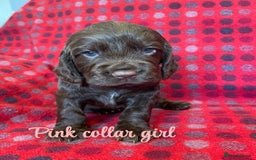 Cocker Spaniel dogs for sale: KC registered working cocker spaniels ready 23/11 - Image 12