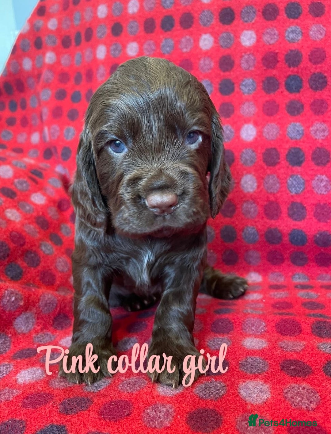 Cocker Spaniel dogs for sale: KC registered working cocker spaniels ready 23/11 - Image 12
