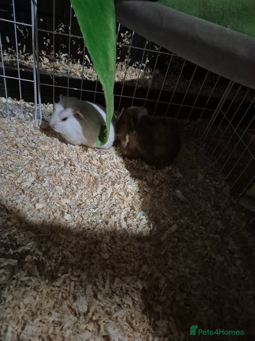 Guinea Pig rodents for sale: Baby guinea pigs - Advert 2