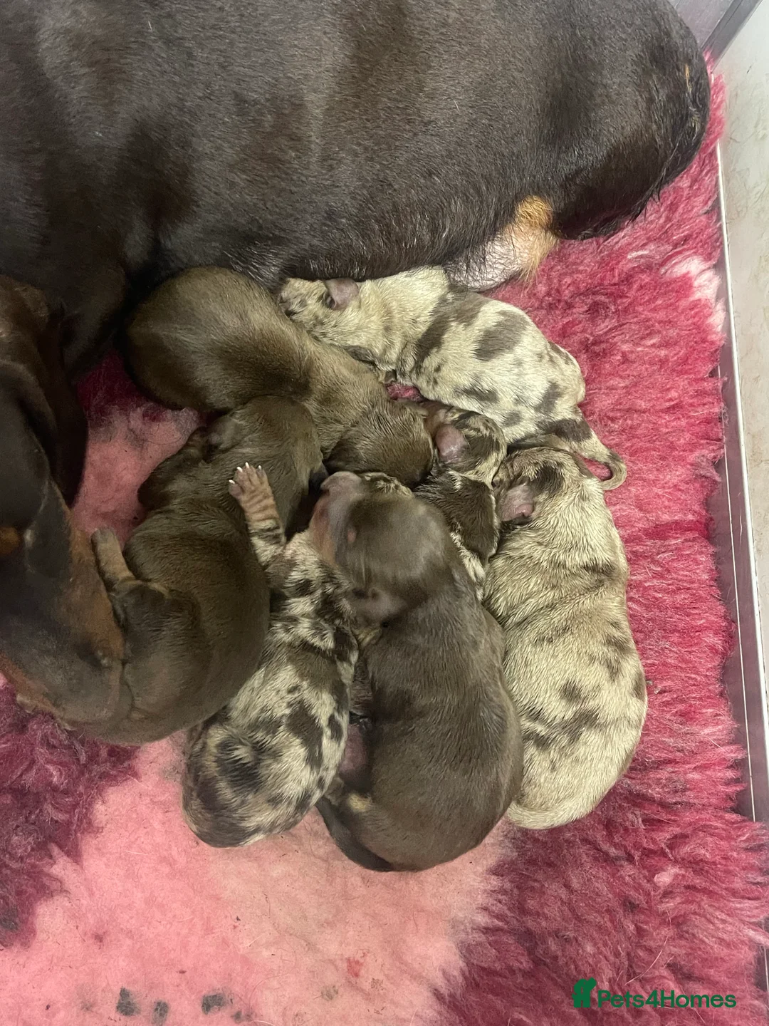 Miniature Dachshund dogs for stud: 🤎Albert🤎 in Newport - Advert 12