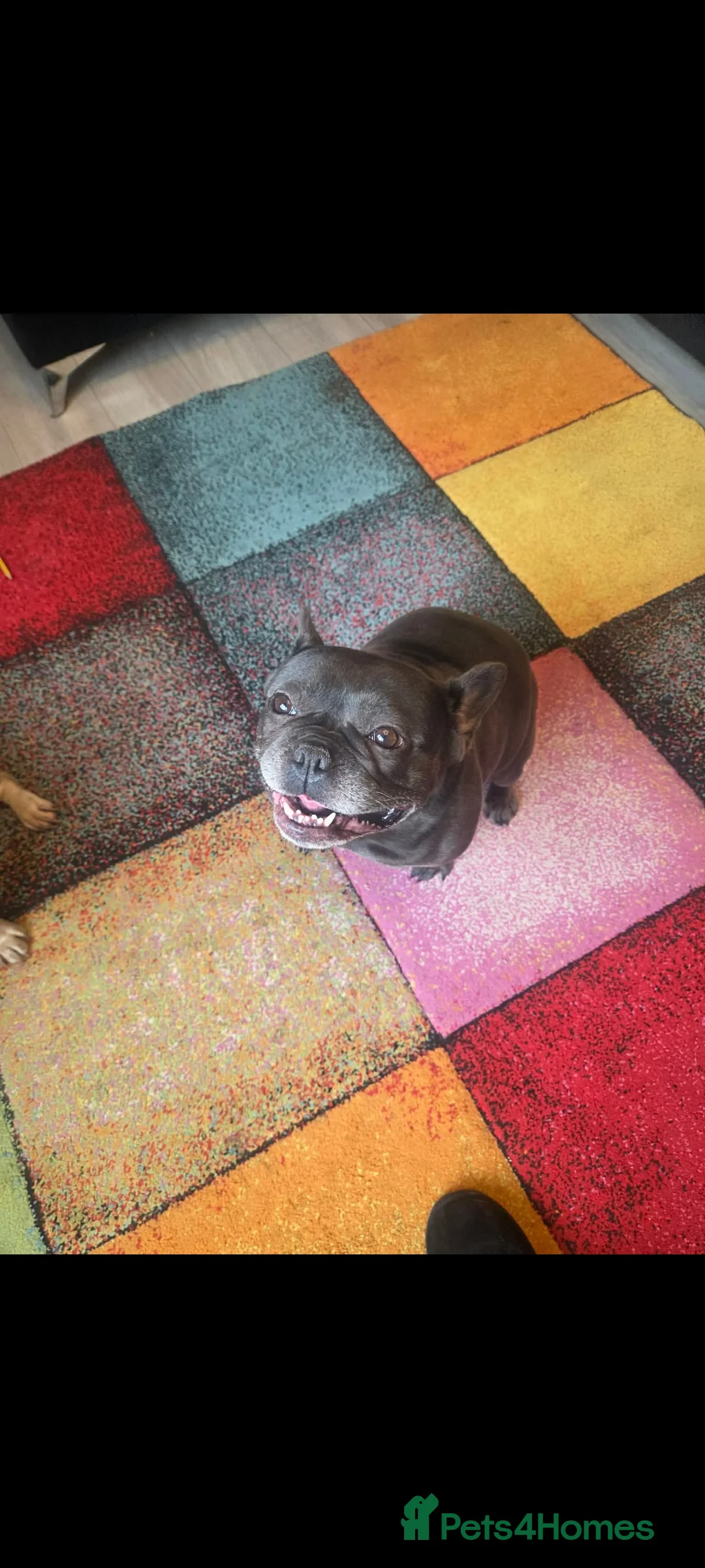 French Bulldog dogs for sale: 2 female French bulldogs 1 black 1 tan - Advert 2