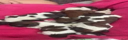 Shih Tzu dogs for sale: 6 beautiful Shih Tzu puppies  - Advert 5