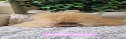 Angora rabbits for sale: Beautiful baby full breed Angoras - Advert 12