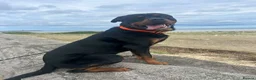 Rottweiler dogs for sale: Rehome 3 year old Rottweiler  - Advert 7