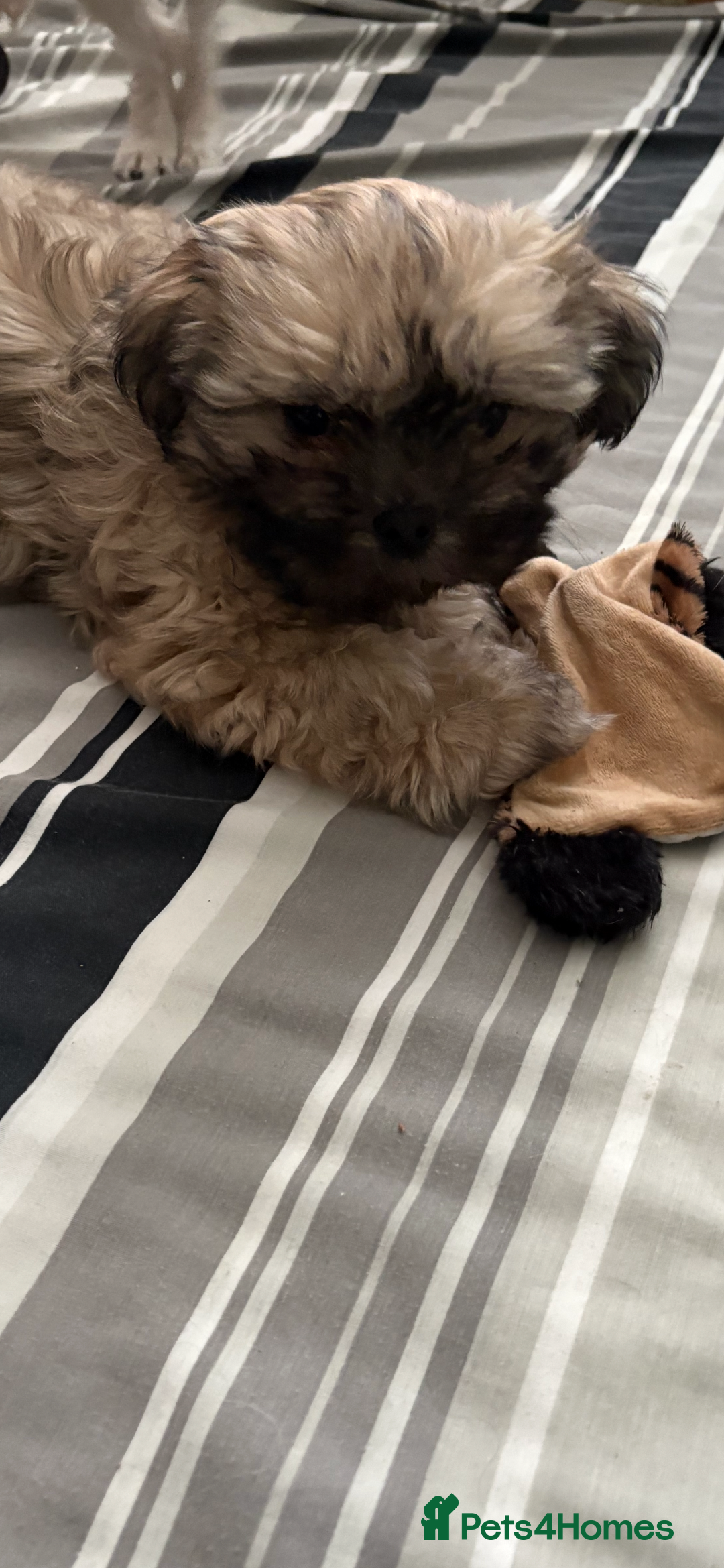 Shih Tzu dogs for sale: ShihTzu Puppy - Advert 2