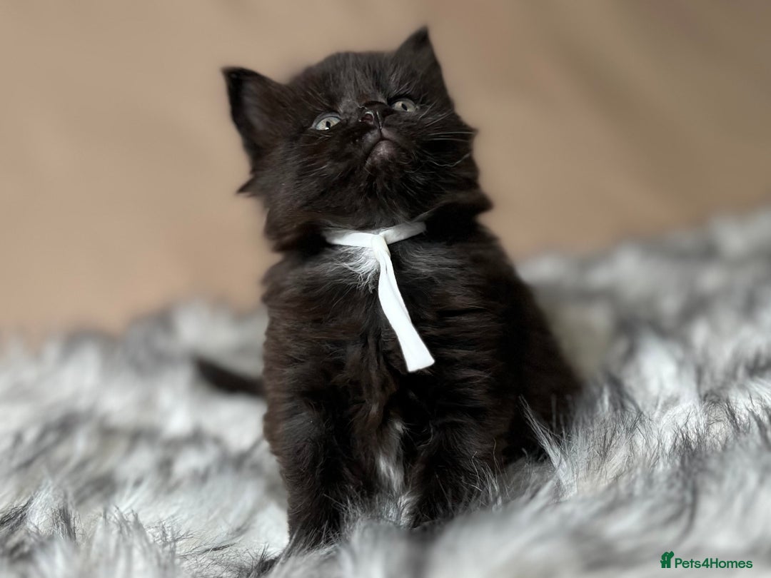Maine Coon cats for sale: Maine coon kittens blue silver smoke rare colours - Advert 24