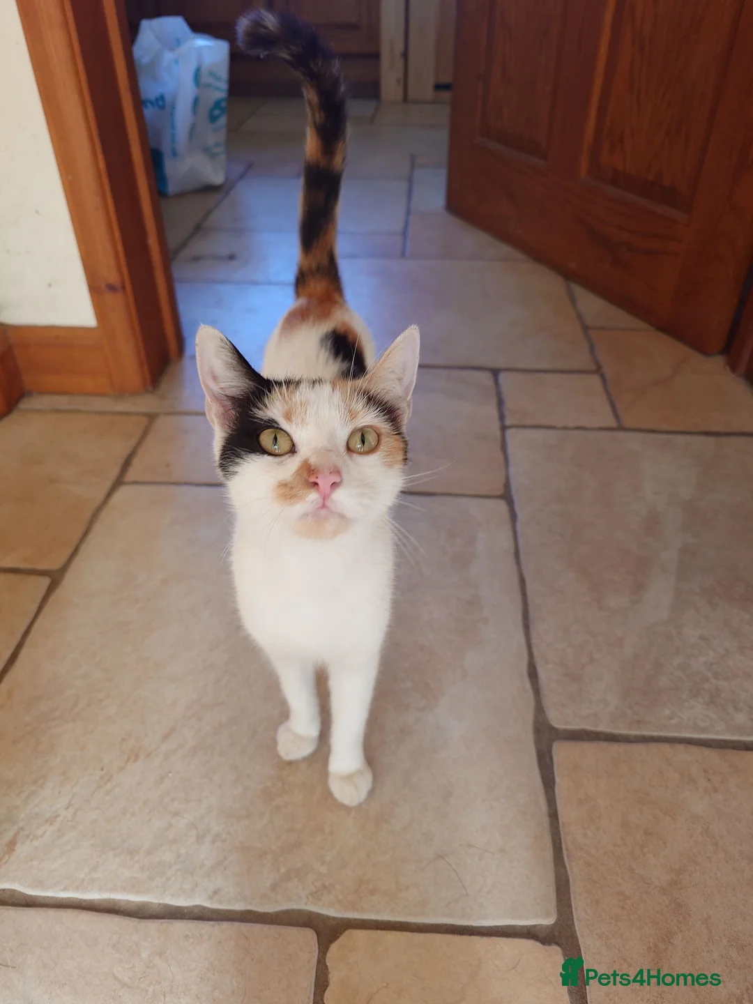 Mixed Breed cats for sale: Friendly Farm Kittens - Advert 2