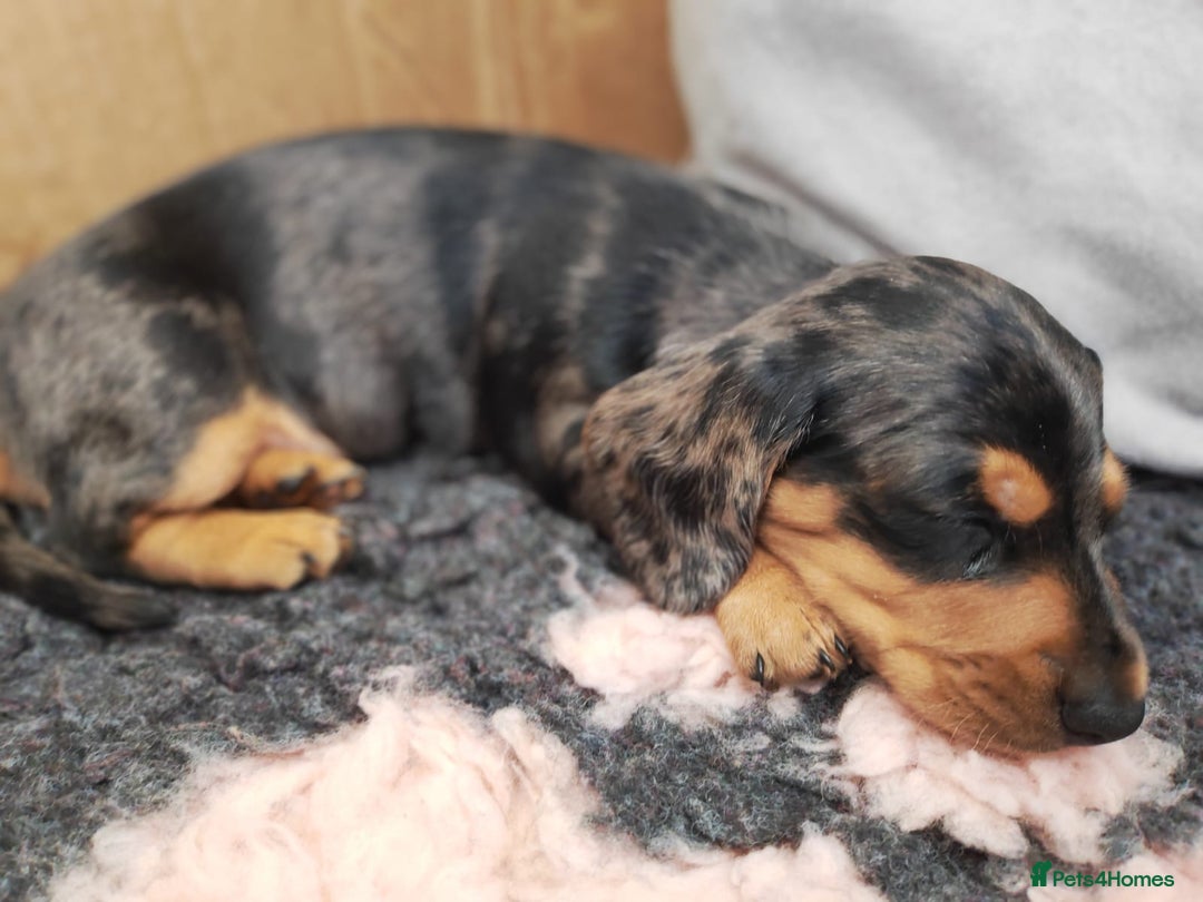 Miniature Dachshund dogs for sale: Stunning Silver dapple miniature boy - Image 6