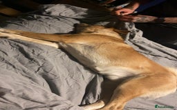 Mixed Breed dogs for sale: 6YO mixed breed for sale - Image 5