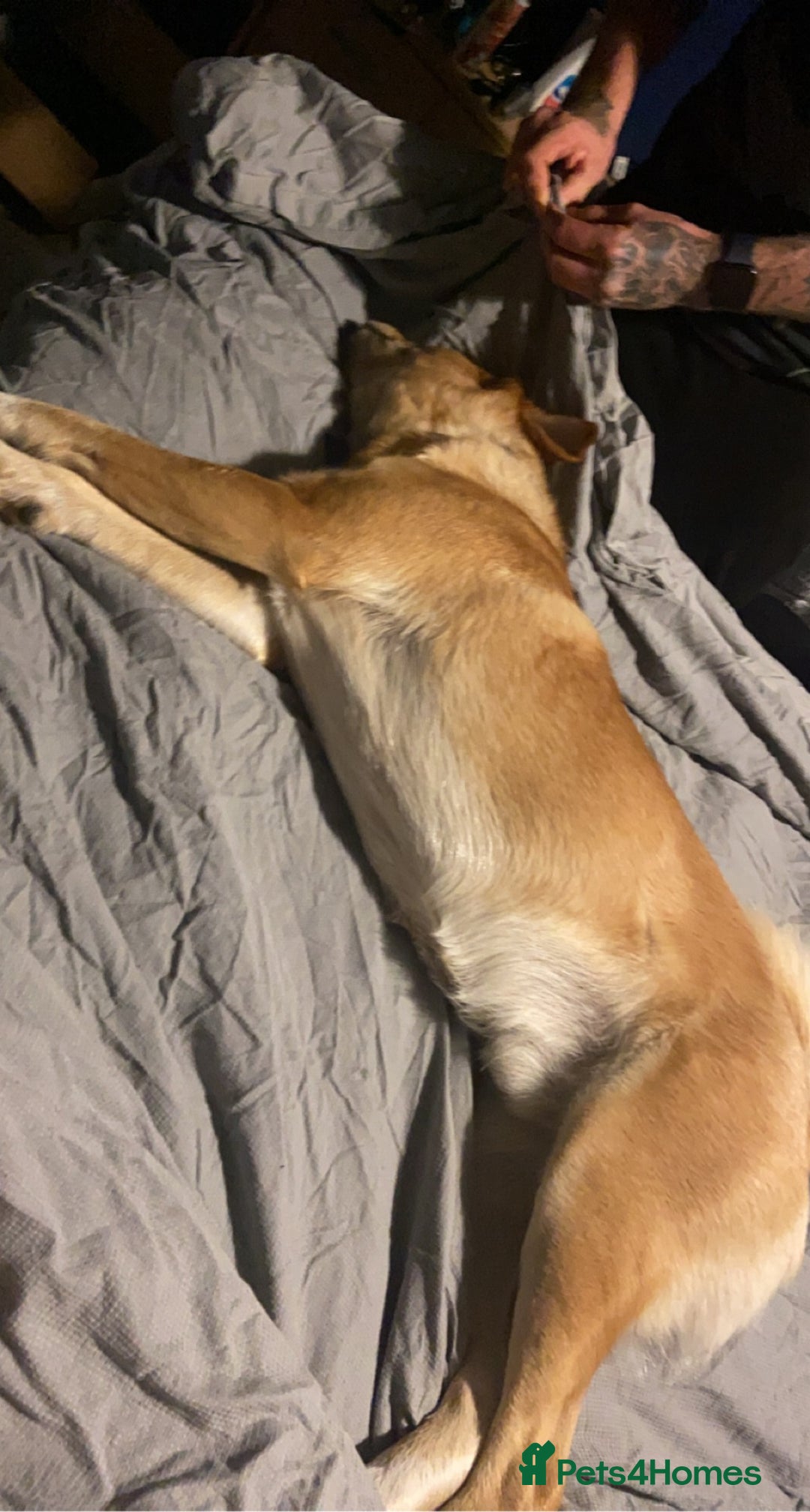 Mixed Breed dogs for sale: 6YO mixed breed for sale - Image 5