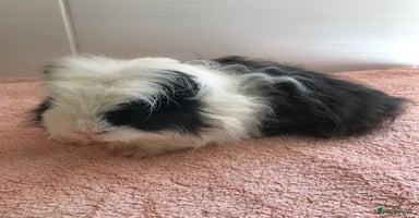 Guinea Pig rodents - Advert 4