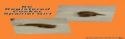 Cocker Spaniel dogs for sale: KC Registered beautiful cocker spaniel pups! - Advert 5
