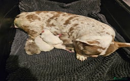 Mixed Breed dogs for sale: Stunning Frenchton Pups Boys & Girls - Image 3