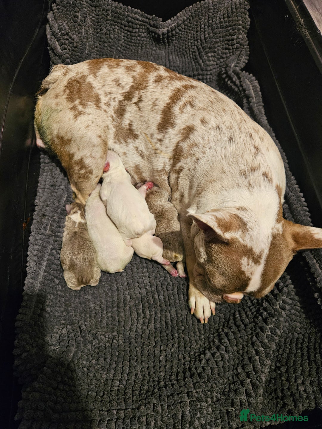 Mixed Breed dogs for sale: Stunning Frenchton Pups Boys & Girls - Image 3