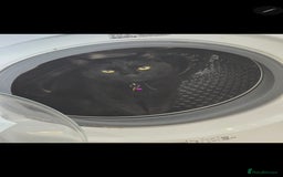 Mixed Breed cats for sale: Loki & Nova - Image 18