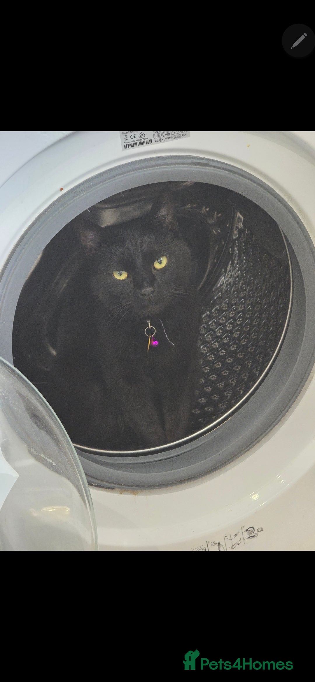 Mixed Breed cats for sale: Loki & Nova - Image 18