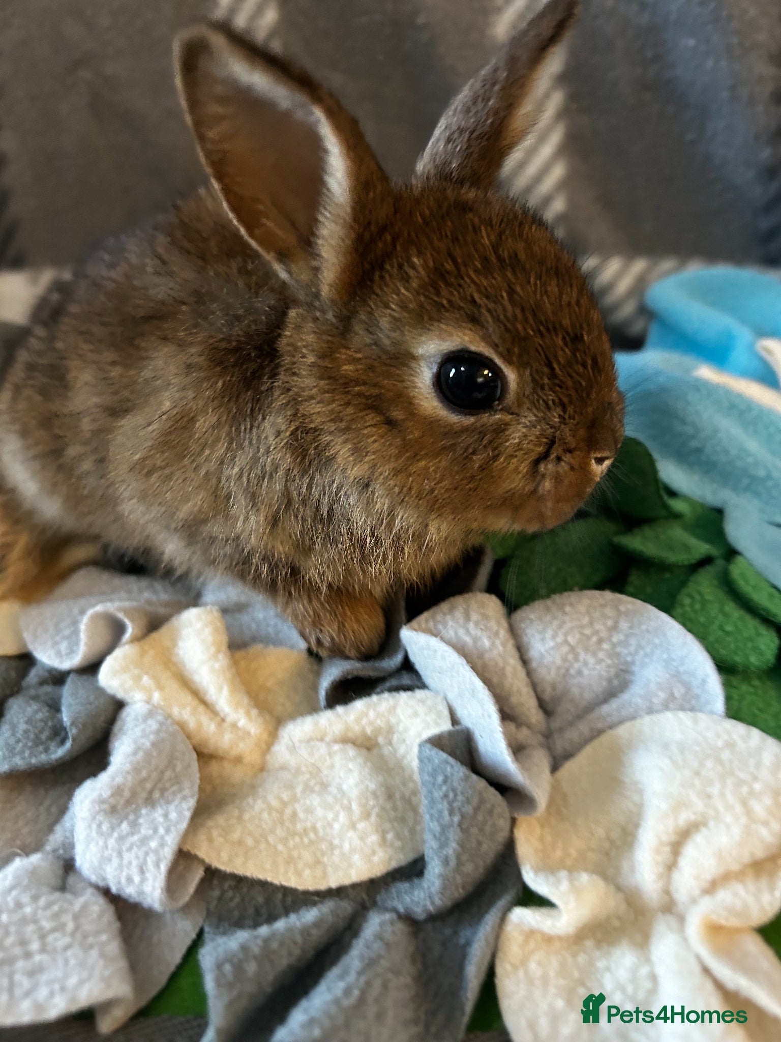 Mixed Breed rabbits for sale: Adorable baby rabbits ready for sale now - Advert 8