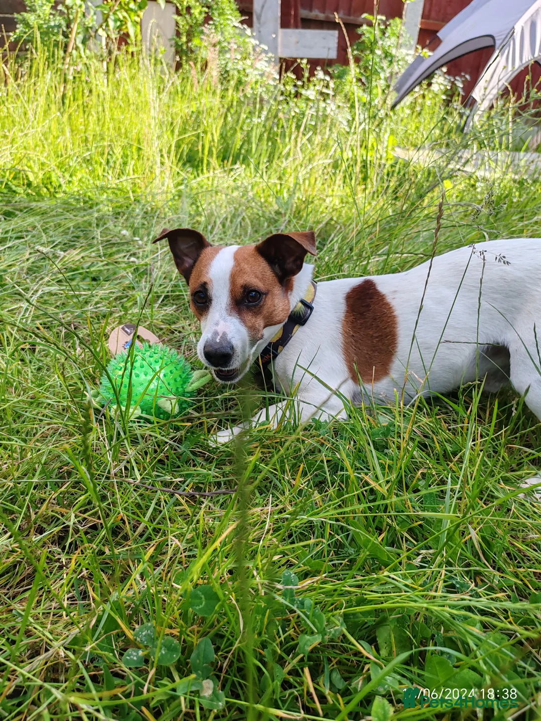 Jack Russell dogs for stud: Handsome Jack Russel boy for Stud in Doncaster - Advert 6