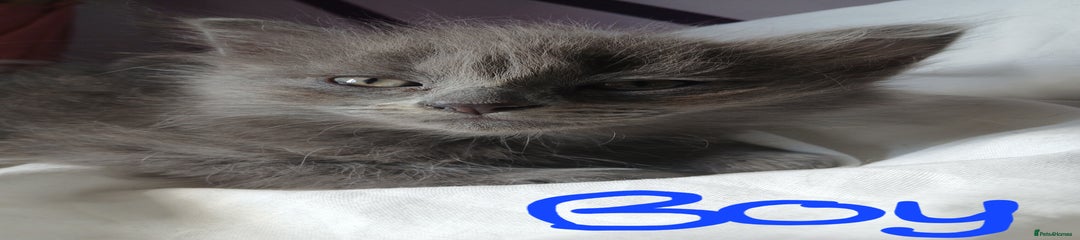 RagaMuffin Kitten 4