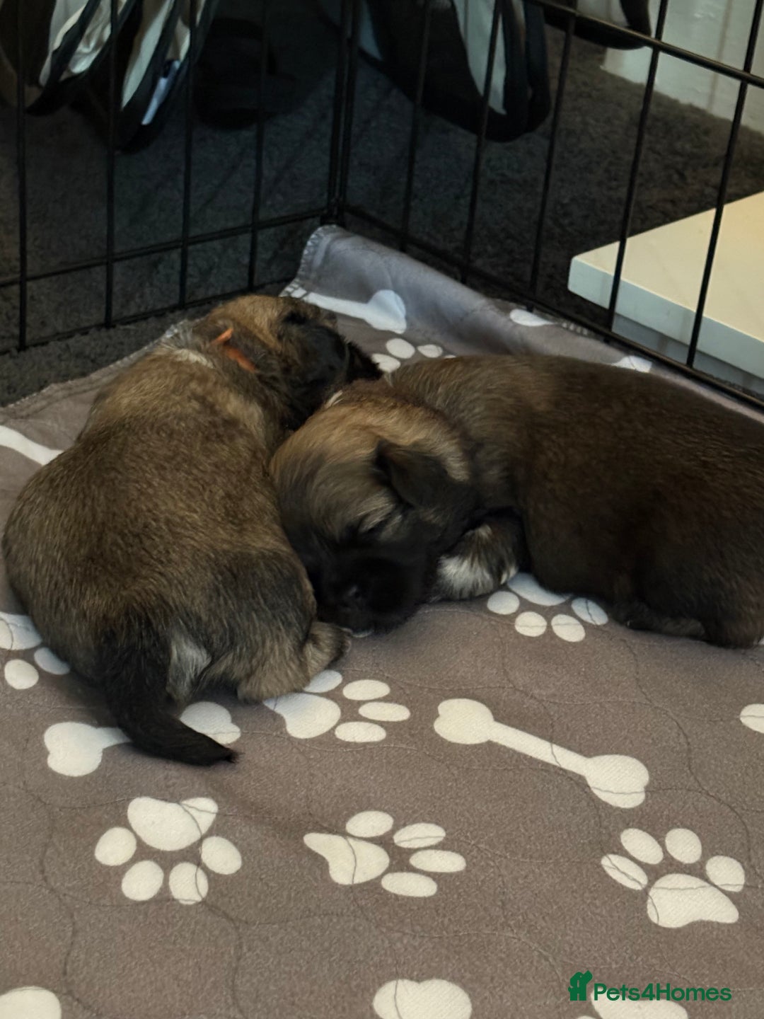 Shih Tzu dogs for sale: Shih tzus  - Image 24