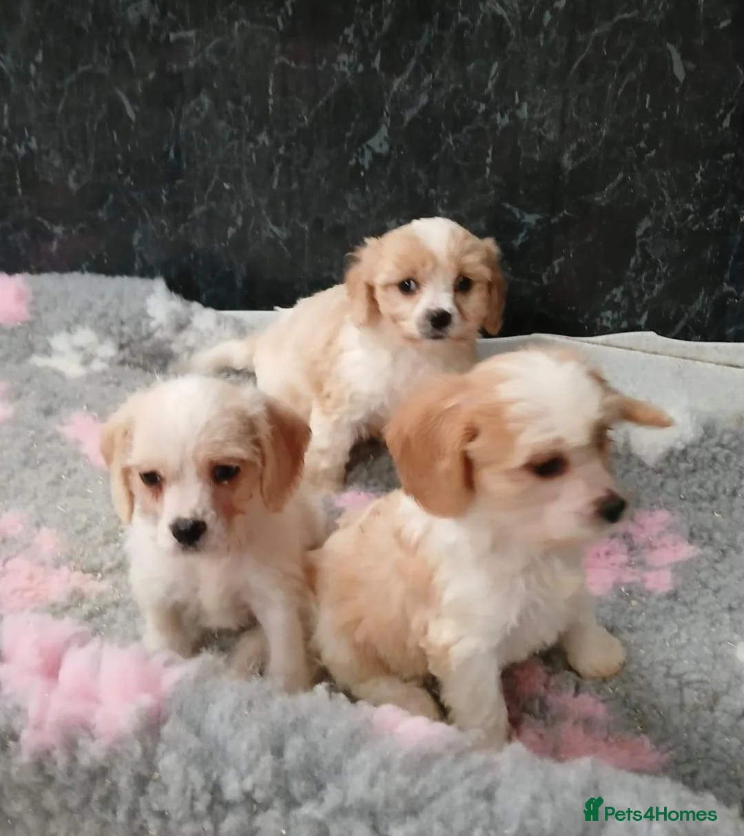 Cavapoo dogs for sale: Beautiful Cavapoo pups for sale - Advert 1