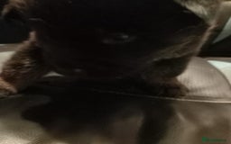 Mixed Breed dogs for sale: Akita cross German shepherd puppies - Advert 6