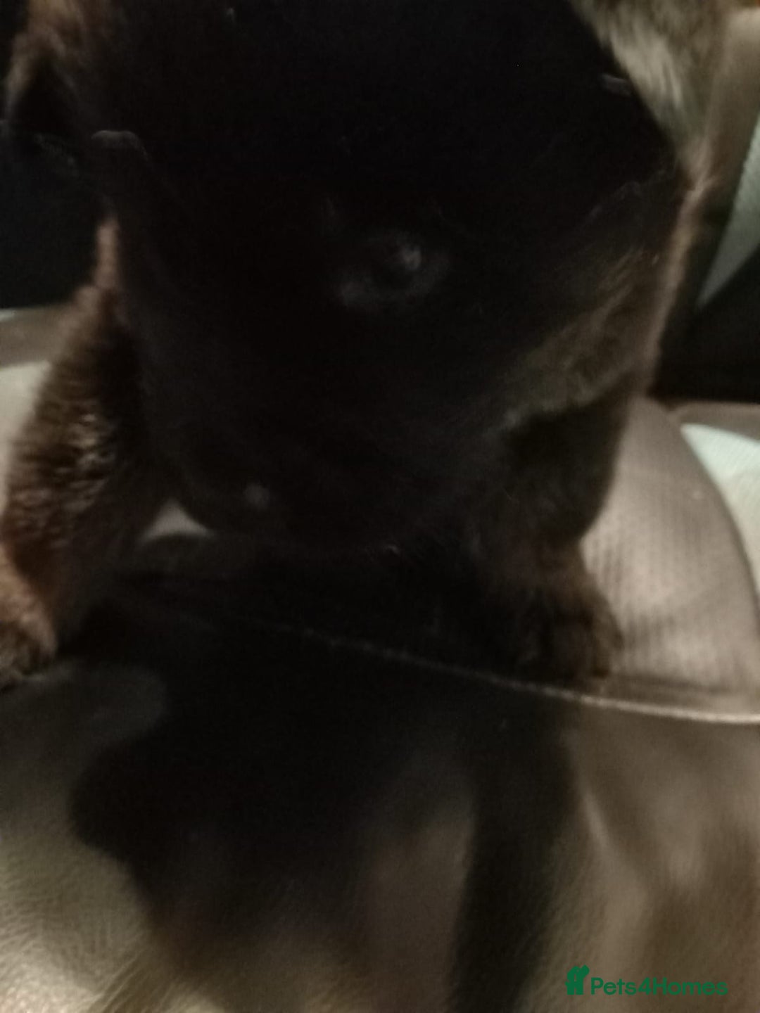 Mixed Breed dogs for sale: Akita cross German shepherd puppies - Advert 6