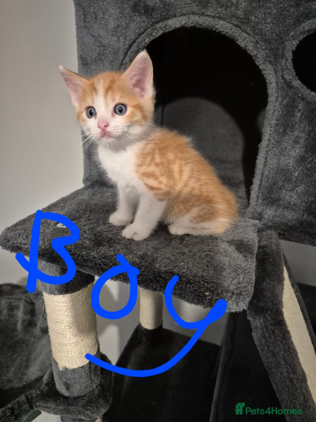 Mixed Breed cats for sale: Ragdoll x £300 Tabby and ginger £150 black & white - Image 4