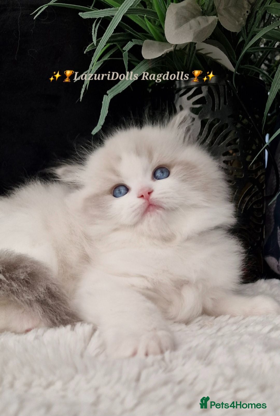 Ragdoll cats 🥇🏆🐆Exclusive kittens❤️✨️🏆Award winning cattery - Advert 13