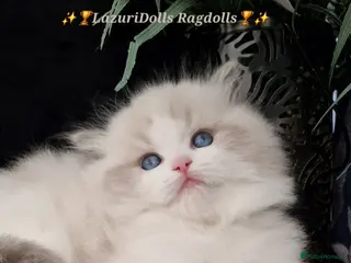 Ragdoll cats 🥇🏆🐆Exclusive kittens❤️✨️🏆Award winning cattery - Advert 13