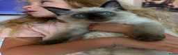 Ragdoll cats for sale: Beautiful ragdoll - Advert 5