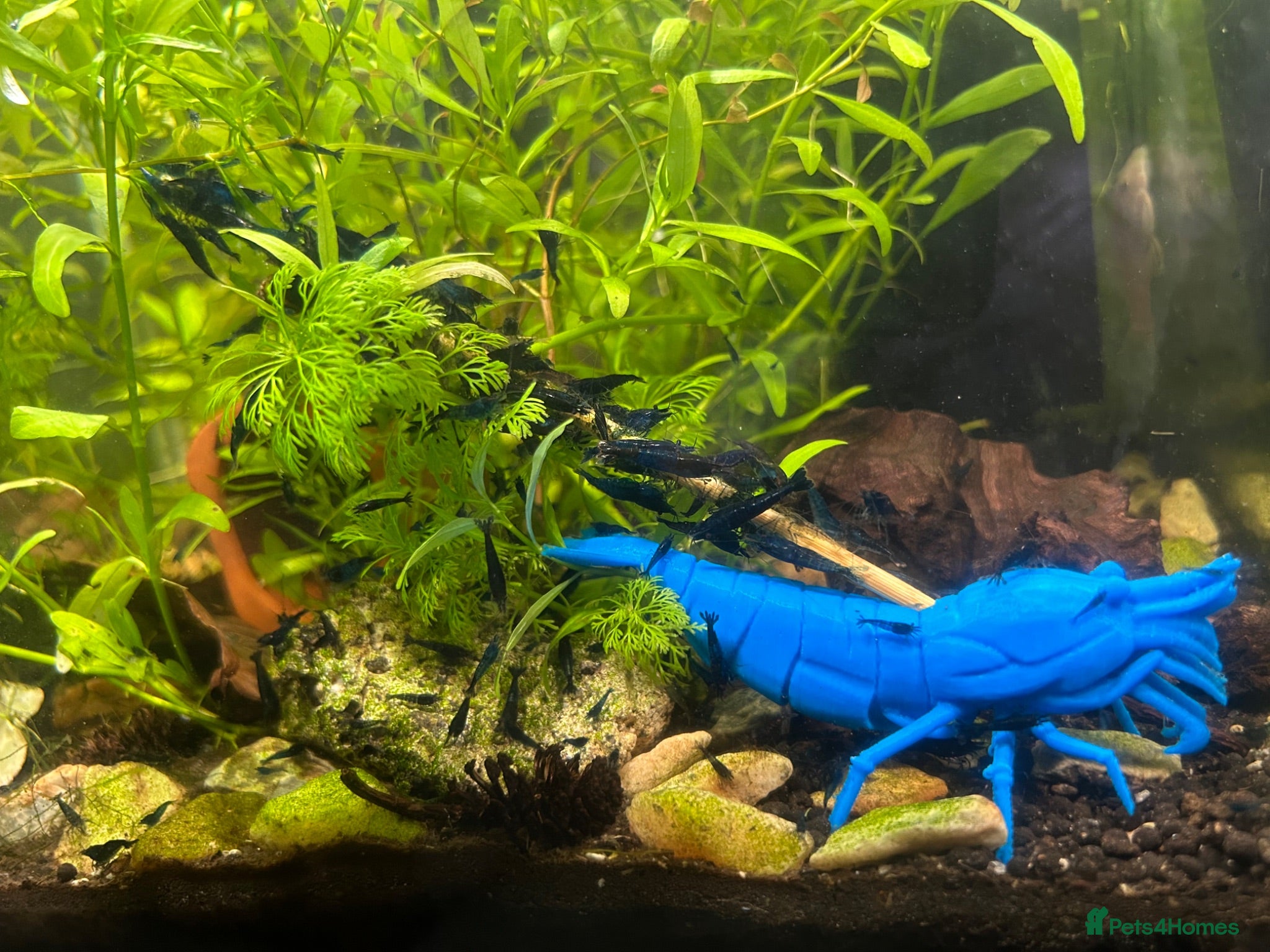 Shrimps fish Blue dream shrimp  - Advert 1