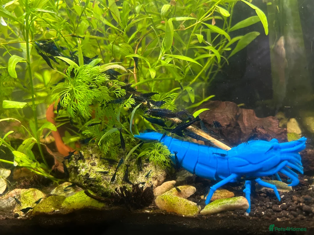Shrimps fish for sale: Blue dream shrimp  - Advert 1