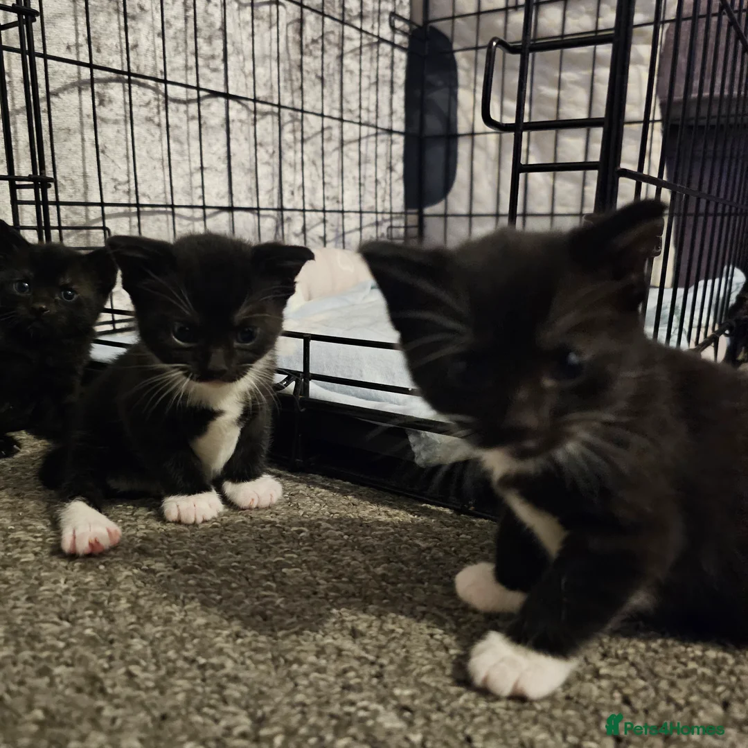 Mixed Breed cats for sale: Kittens for sale in Northampton - Advert 9