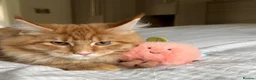 Maine Coon cats for sale: TICA reg FULL PEDIGREE MALE KITTEN  - Advert 3