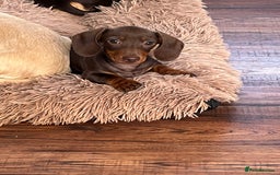 Miniature Dachshund dogs for sale: READY NOW - short haired miniature dachshunds  - Image 19