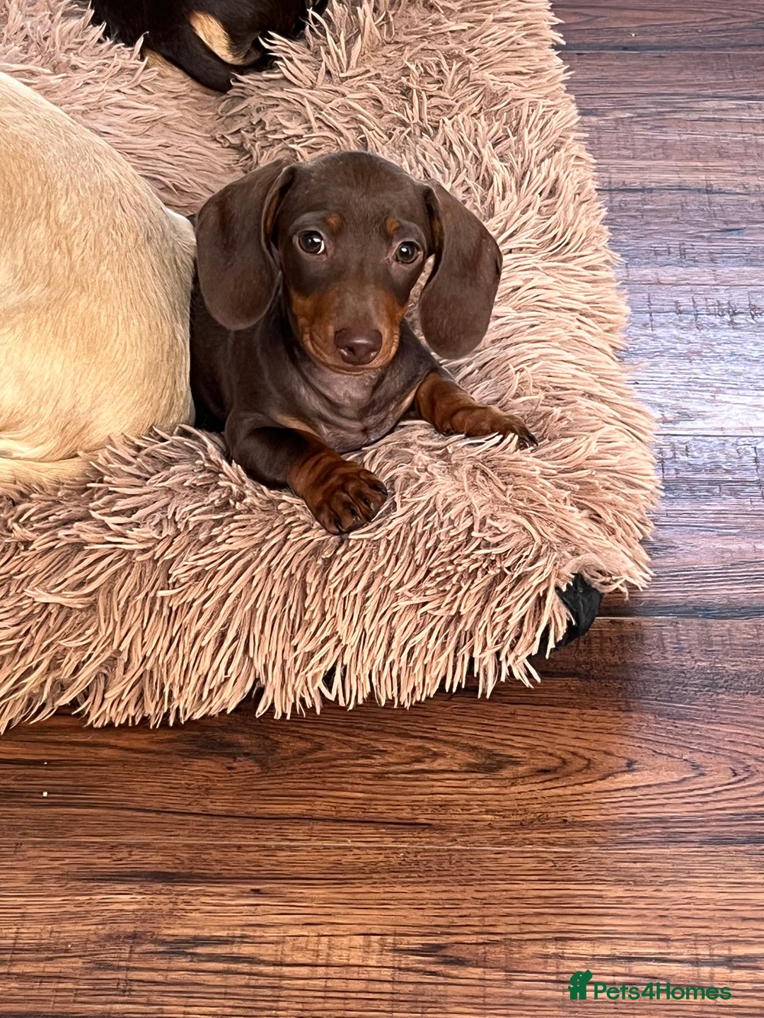 Miniature Dachshund dogs for sale: READY NOW - short haired miniature dachshunds  - Image 19