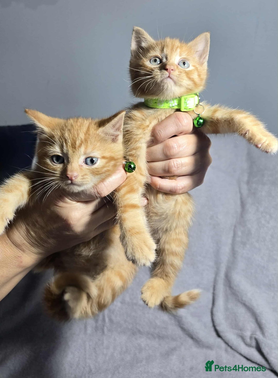 Siberian cats for sale: Adorable kittens Siberian  - Advert 3