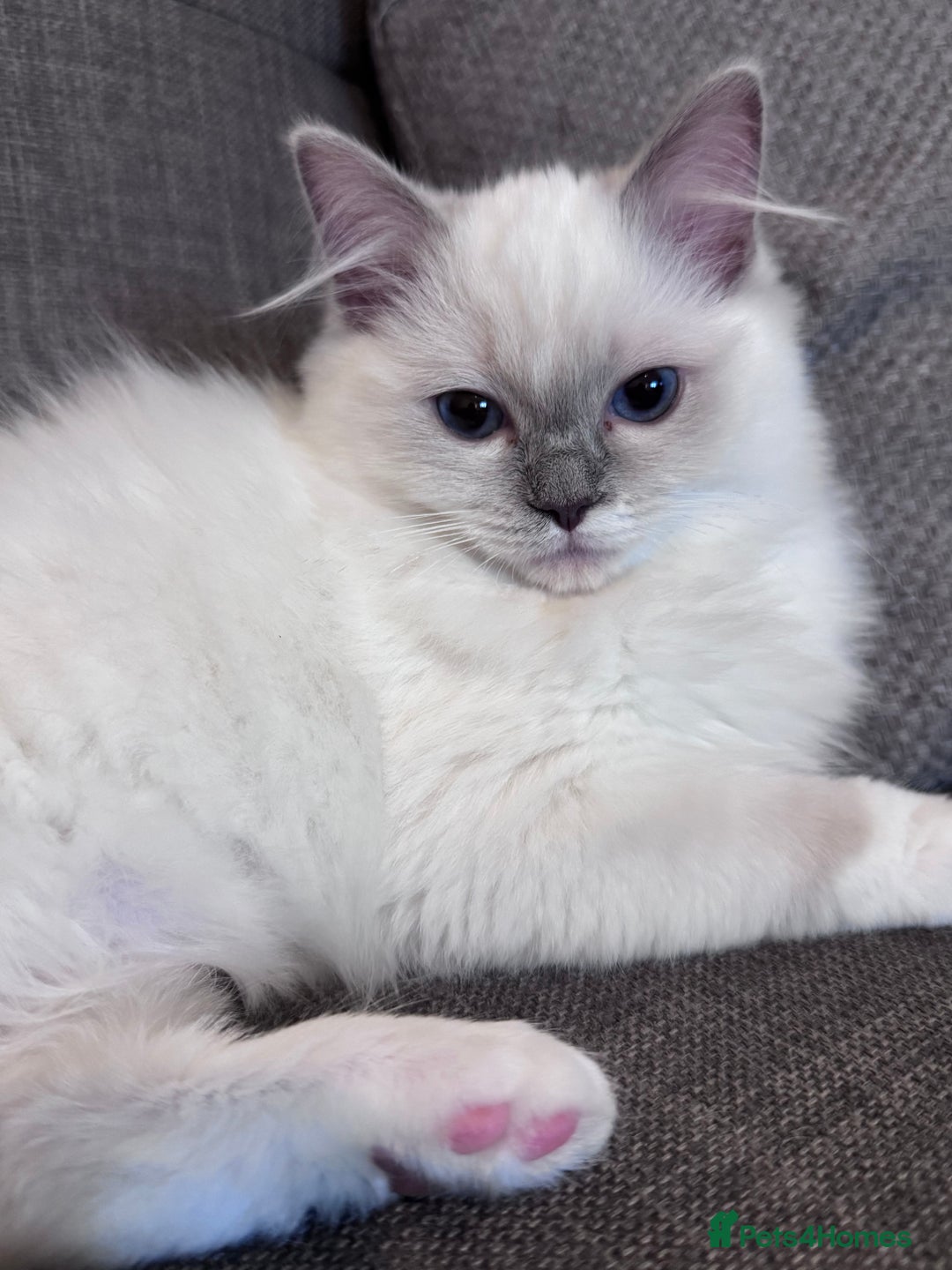 Ragdoll cats for sale: Ragdolls Kittens Blue and lilac  - Advert 7
