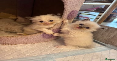 Ragdoll cats - Advert 11