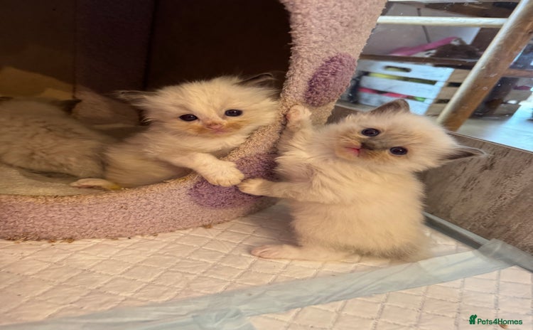 Ragdoll cats - Advert 1