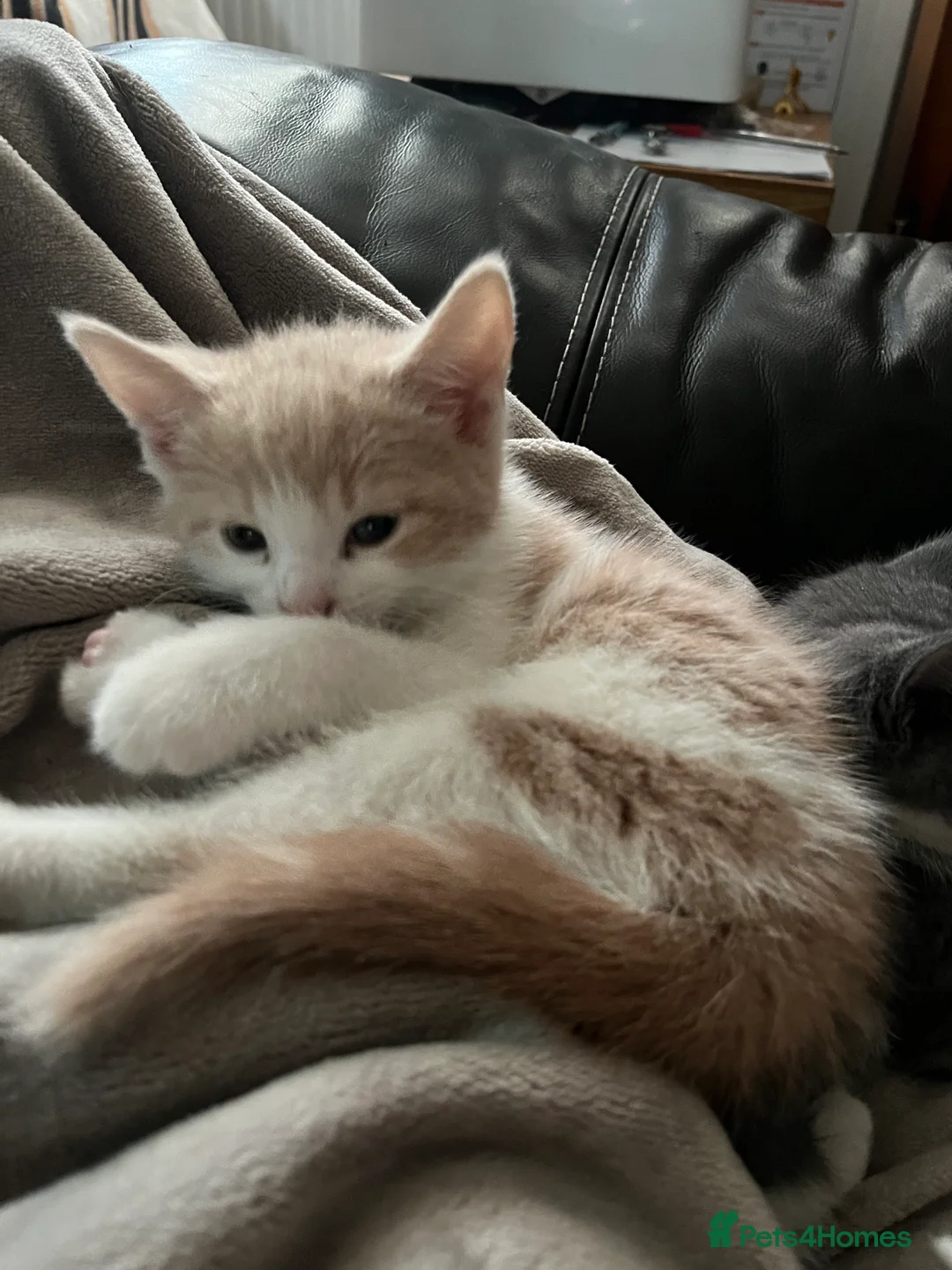 Mixed Breed cats for sale: 3 kittens for sale - Advert 7