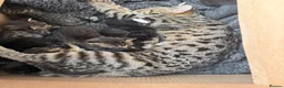 Mixed Breed cats for sale: Kittens - Advert 3