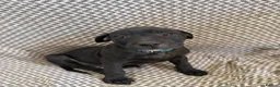 Staffordshire Bull Terrier dogs for sale: SOLD.  - Advert 6