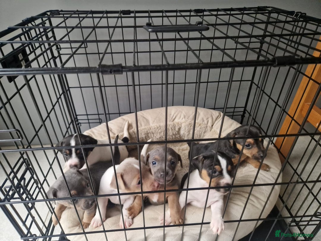 Jack Russell dogs for sale: Pure Jack russell puppies. Ultra-Rare colored.  - Advert 1