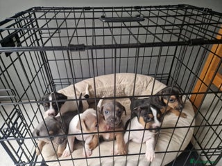Jack Russell dogs for sale: Pure Jack russell puppies. Ultra-Rare colored. - Advert 1