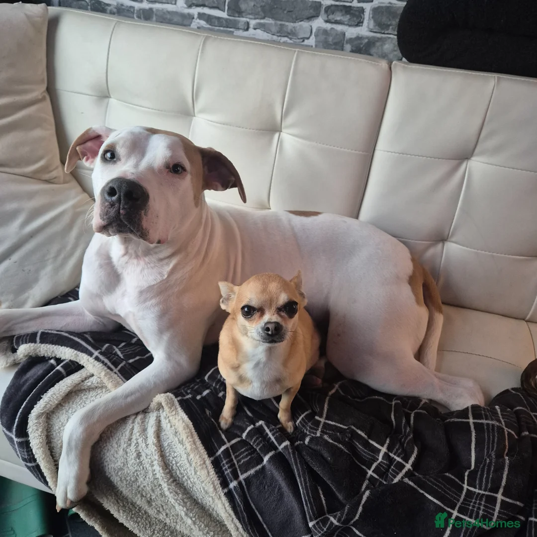 American Bulldog dogs for sale: American bulldog  in Plymouth - Advert 2